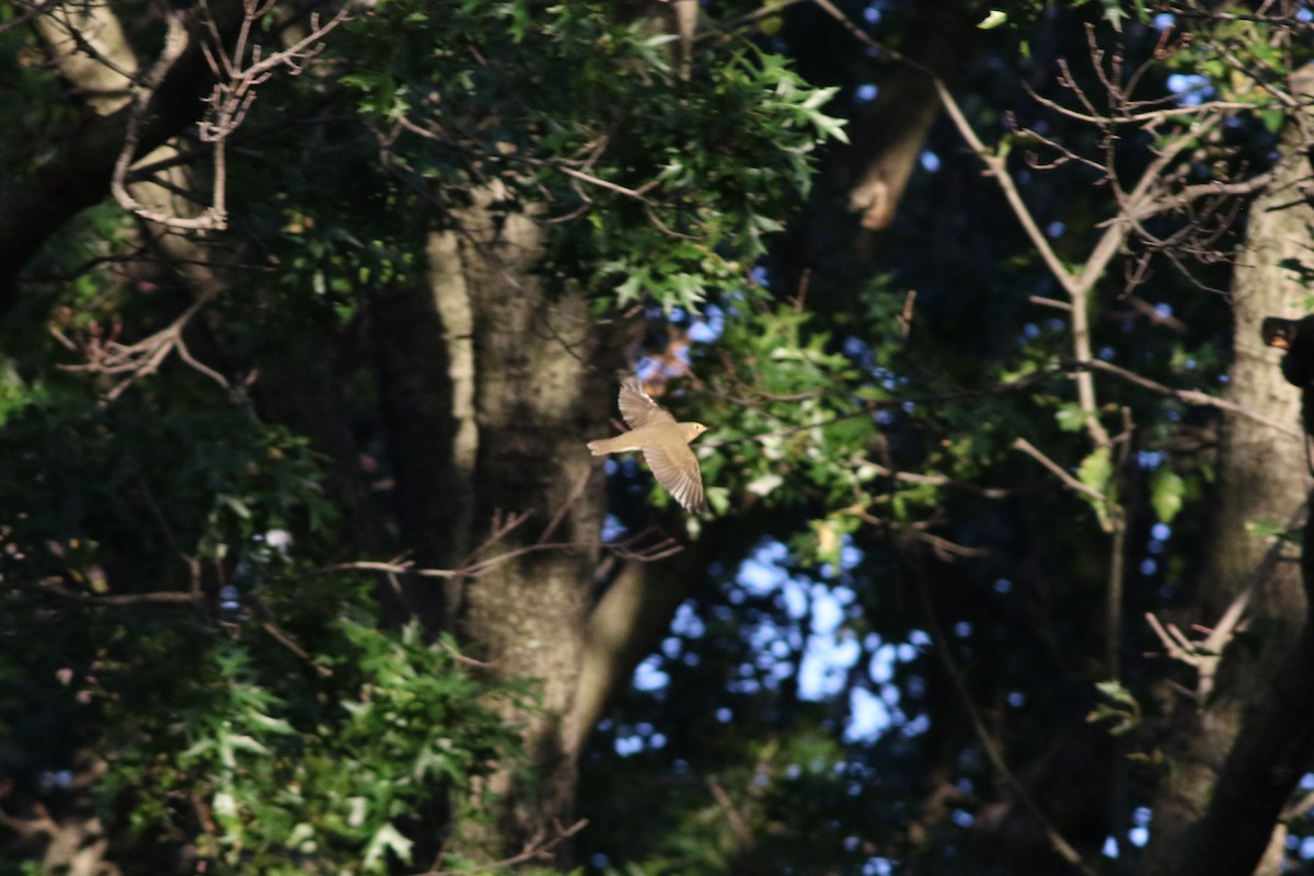 Swainson's Thrush (Olive-backed) - ML262377861