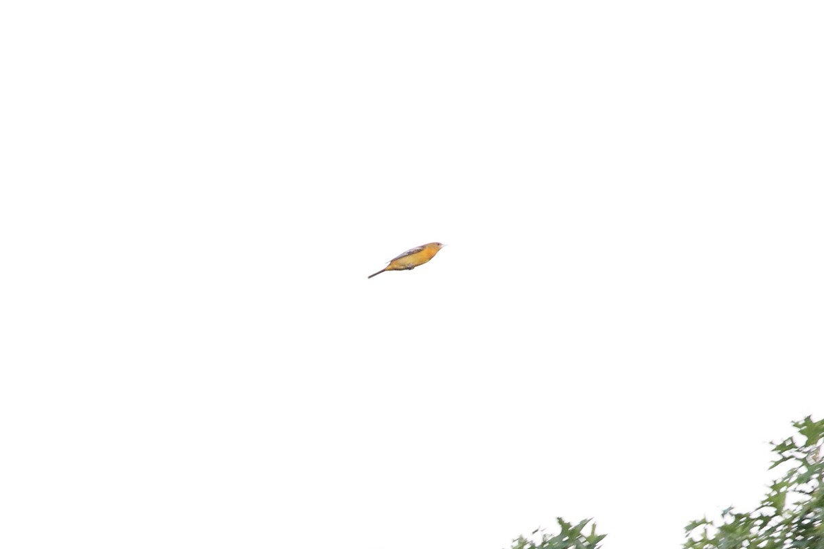 Baltimore Oriole - ML262380581
