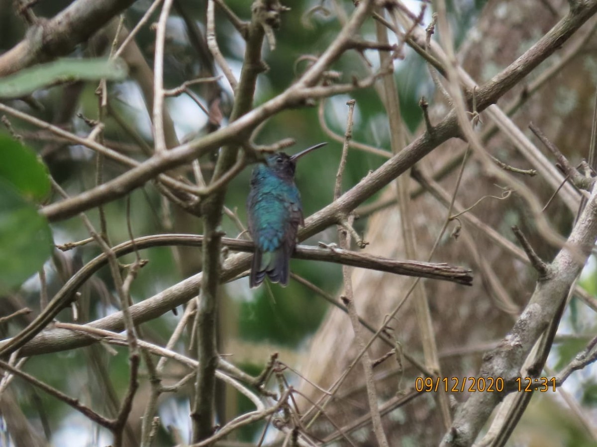Sapphire-throated Hummingbird - ML262380911