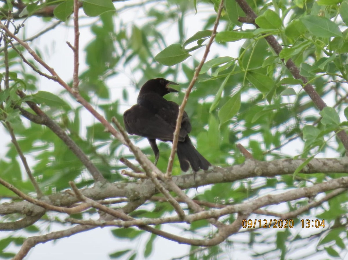 Bronzed Cowbird - ML262381221