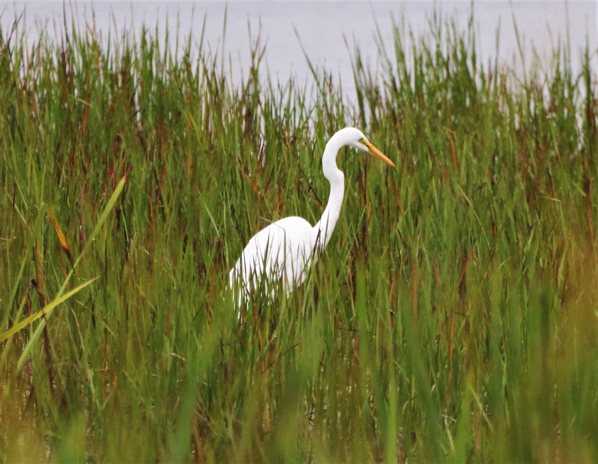 Great Egret - ML262381321