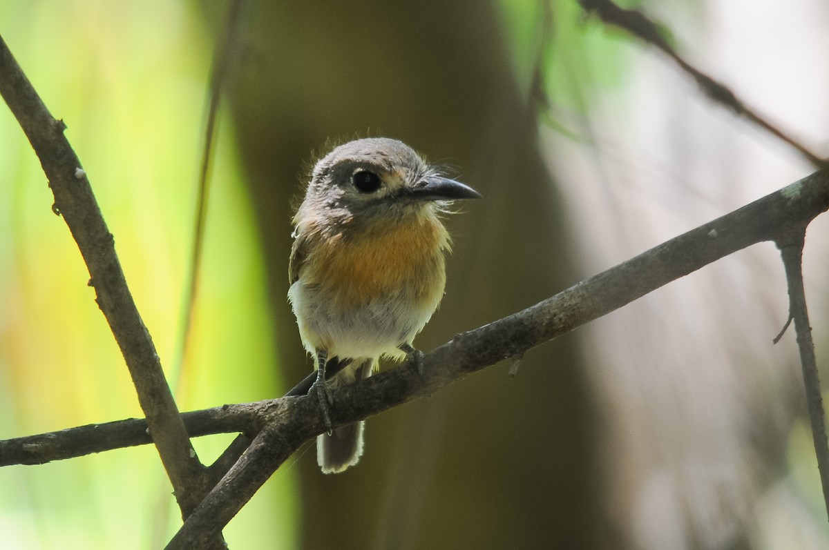 Rusty-breasted Nunlet - ML262383701