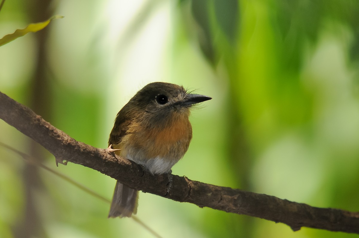 Rusty-breasted Nunlet - ML262383731