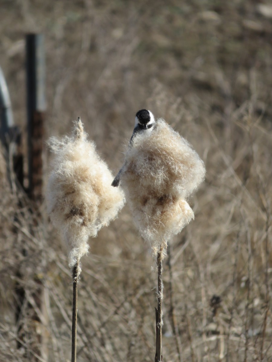 Black-capped Chickadee - ML26238401