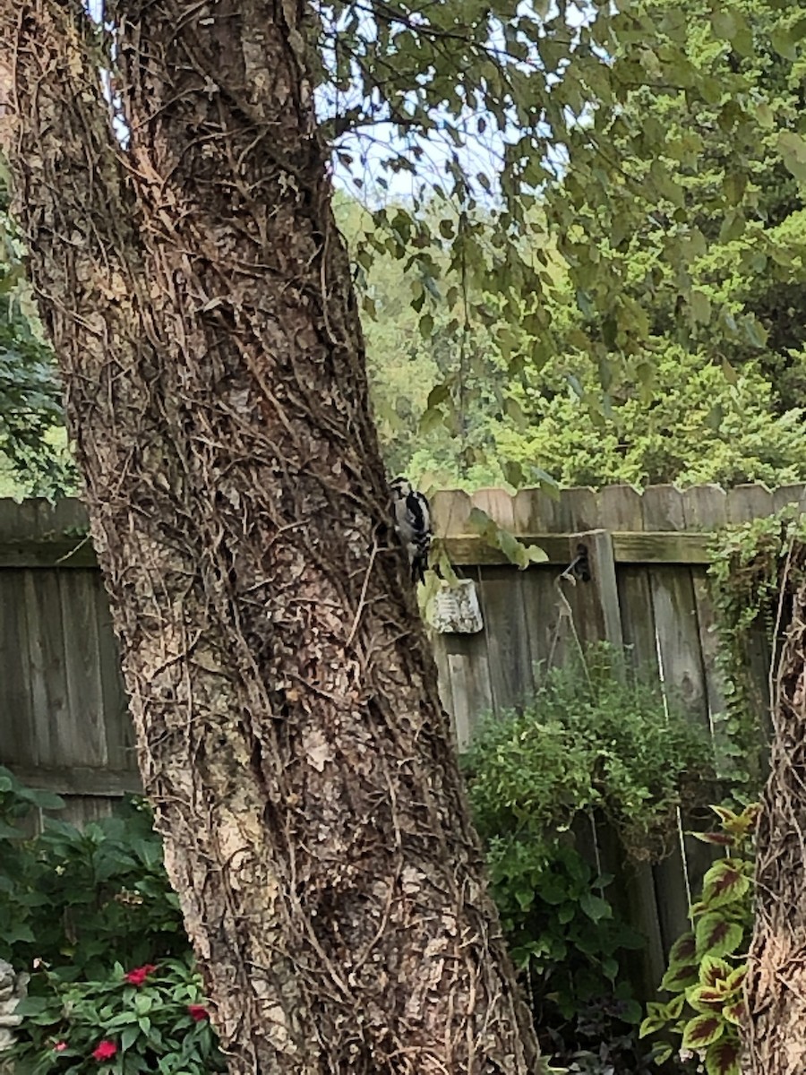 Downy Woodpecker - ML262384071