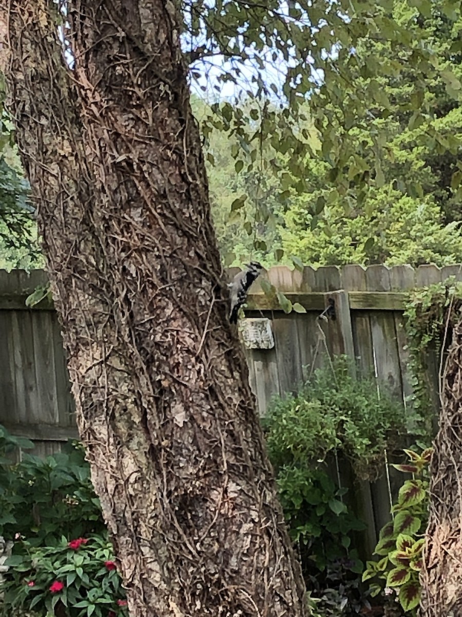 Downy Woodpecker - ML262384081