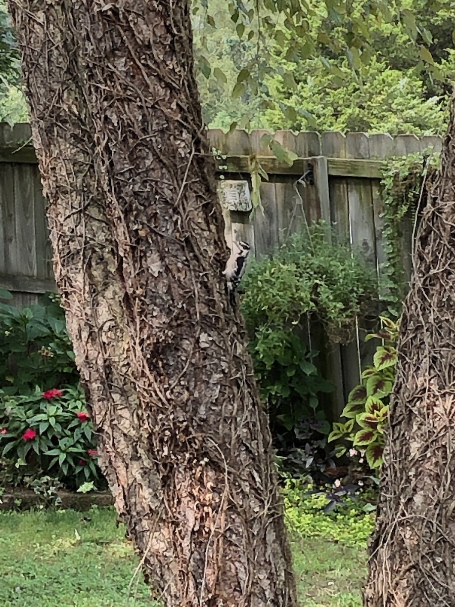 Downy Woodpecker - ML262384101