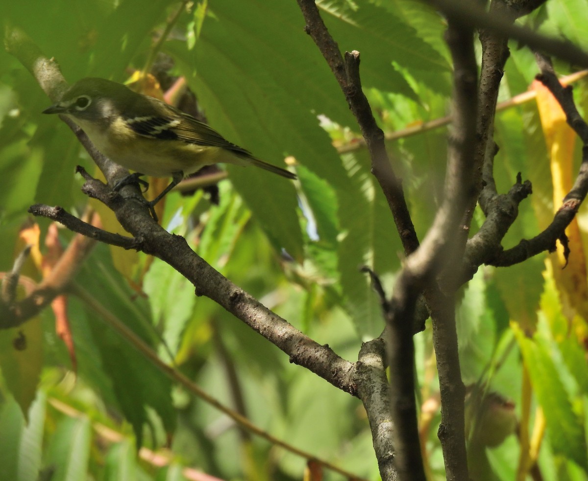 Blue-headed Vireo - ML262386331