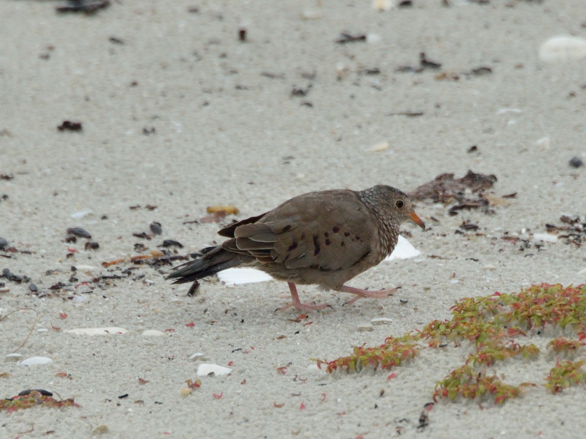 Common Ground Dove - ML262390321