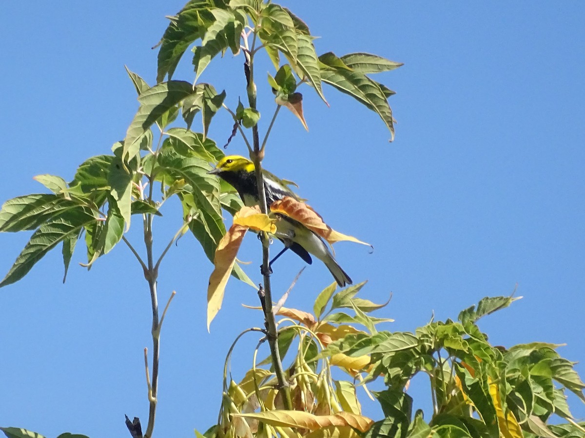 Black-throated Green Warbler - ML262392661