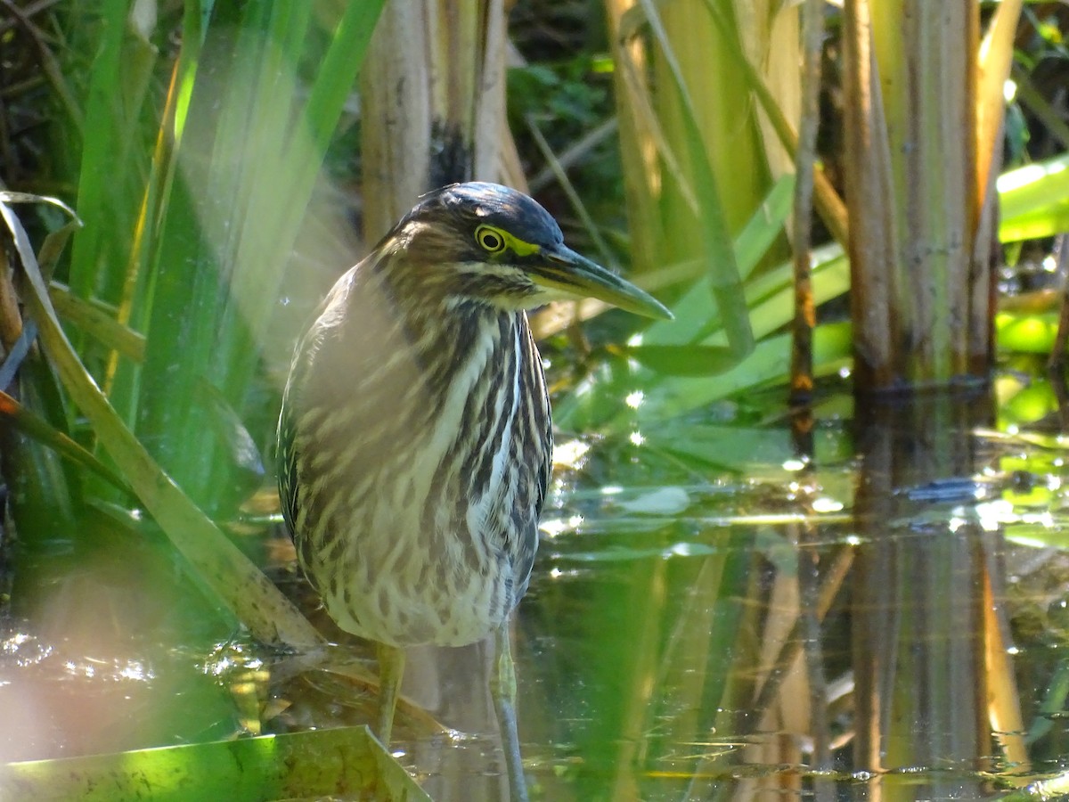 Green Heron - ML262392771