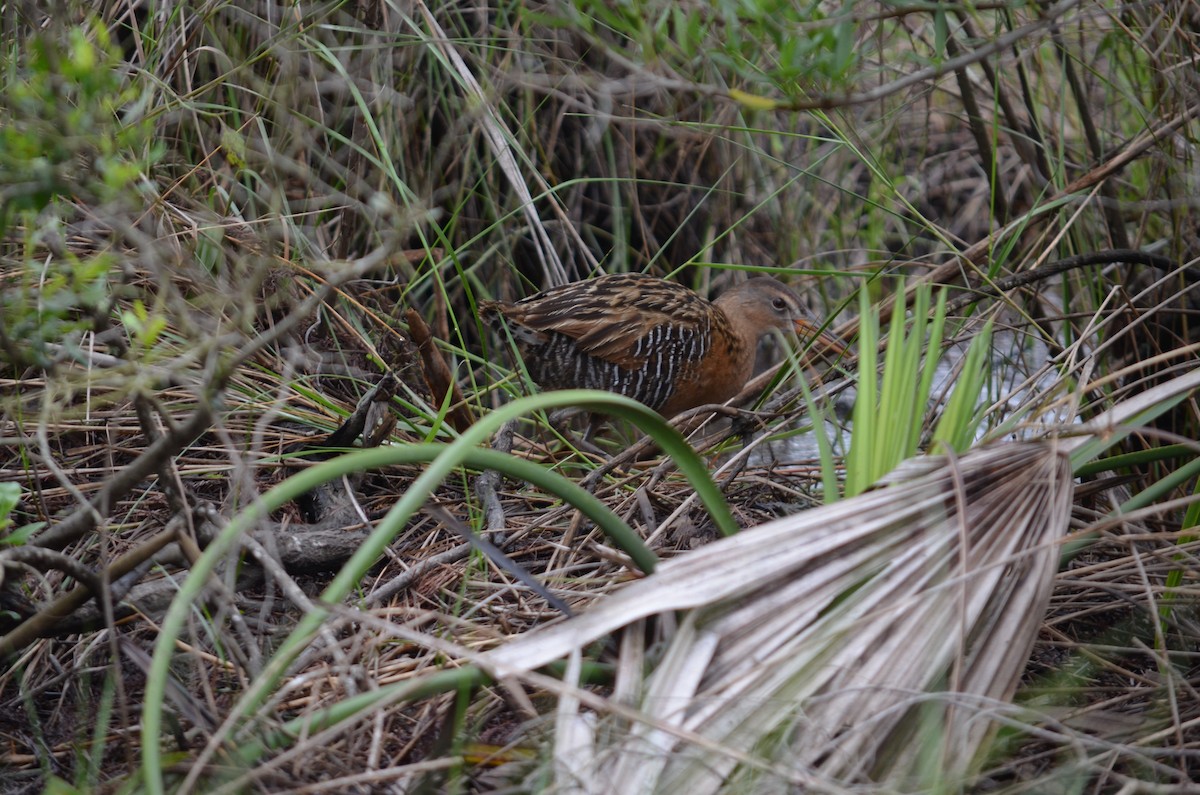 King Rail - Jody Shugart