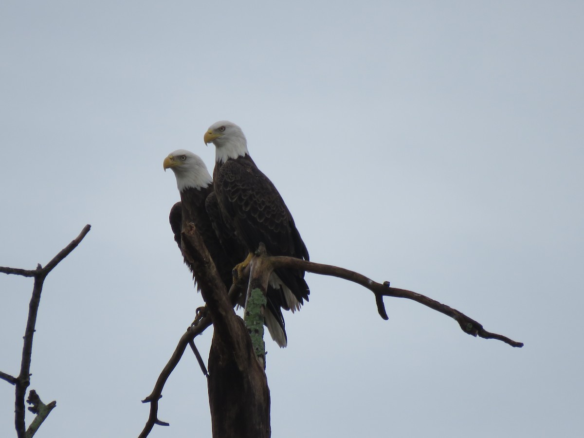 Bald Eagle - Jessica Anne