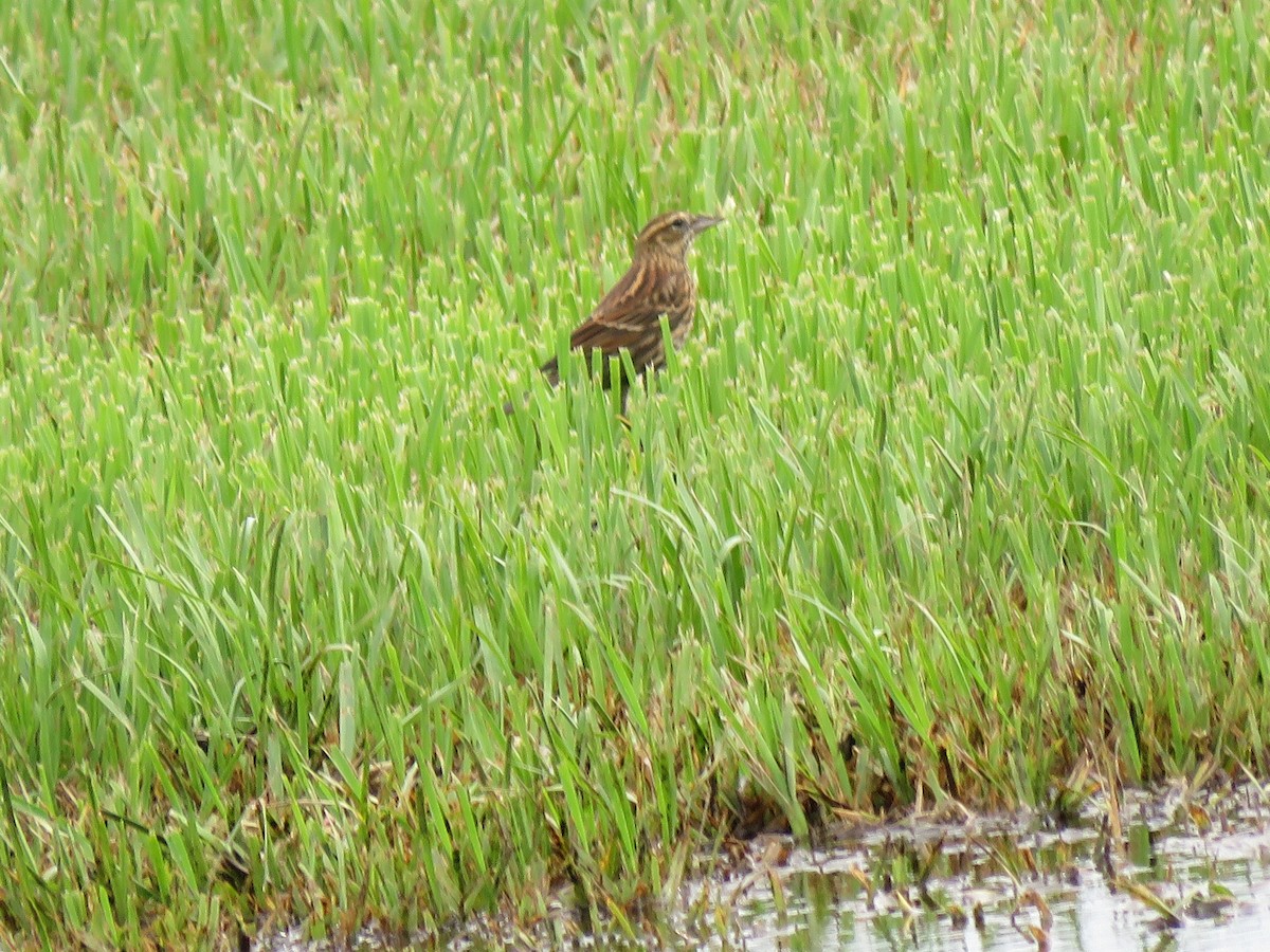 Red-winged Blackbird - ML262397001