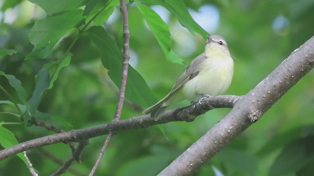 Philadelphia Vireo - ML262397241