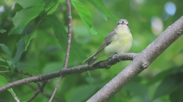 Vireo de Filadelfia - ML262397621