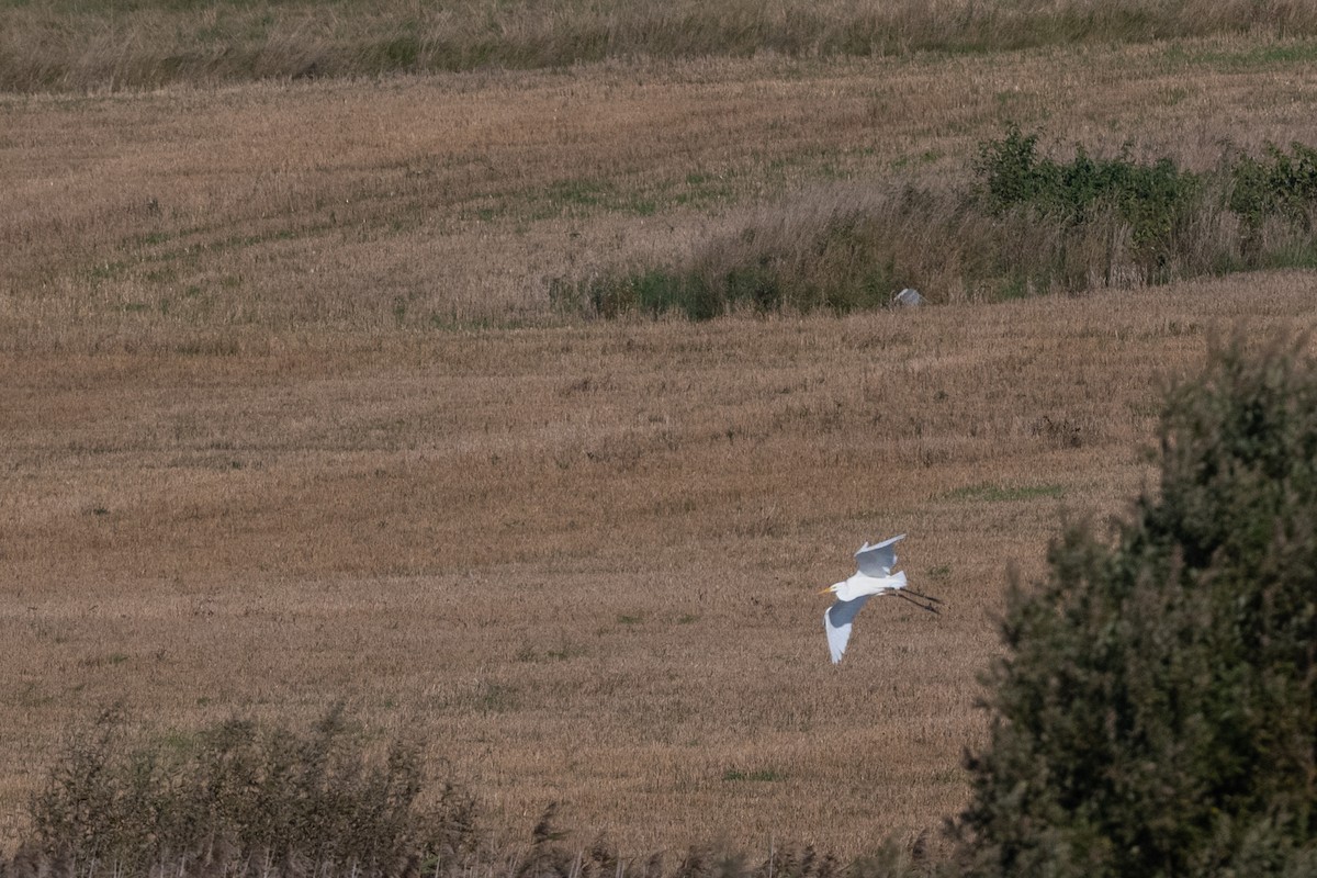 Great Egret - ML262399791