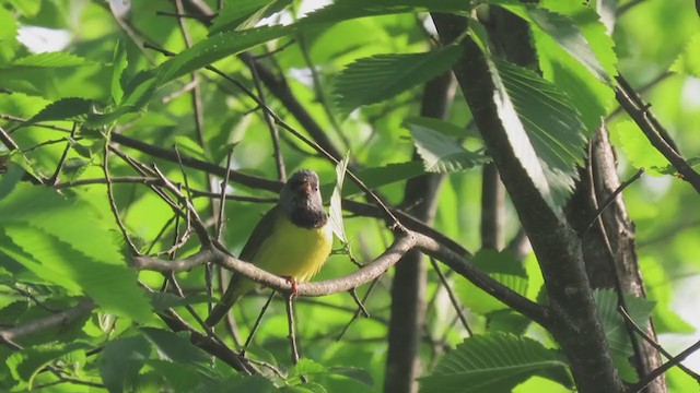 Mourning Warbler - ML262400081