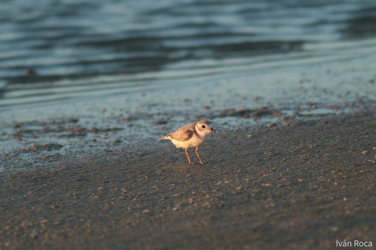 Piping Plover - ML262400171