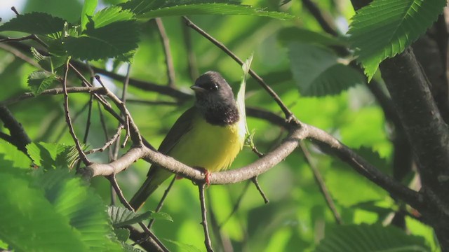 Graukopf-Waldsänger - ML262400211