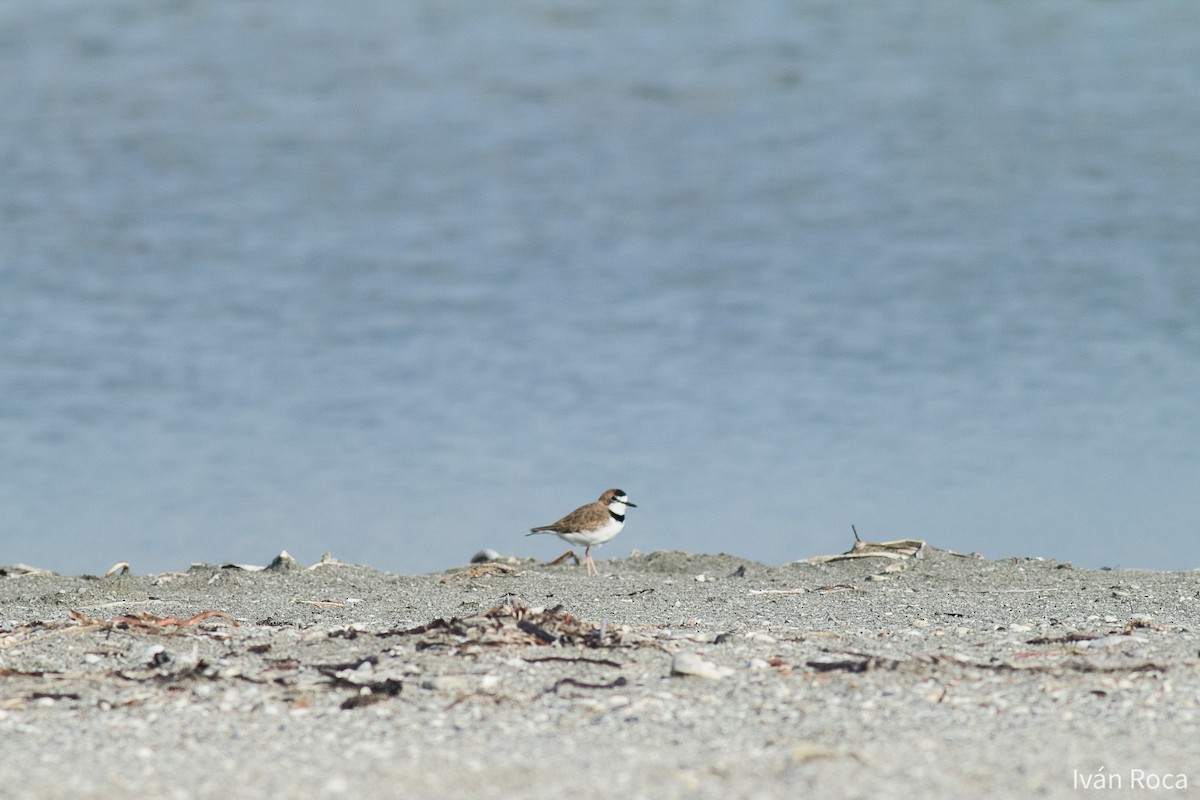 Collared Plover - ML262402251