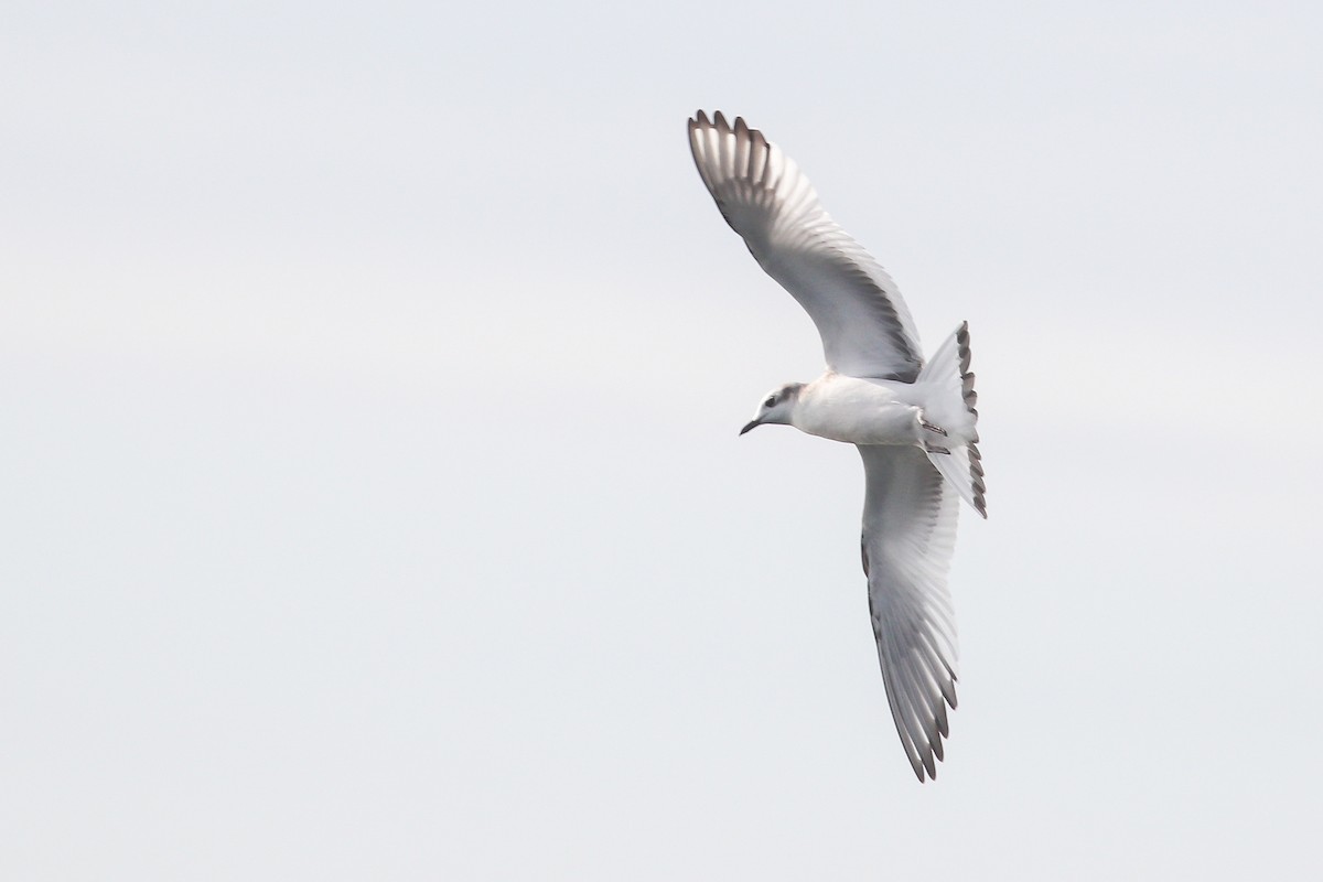 Sabine's Gull - Martina Nordstrand