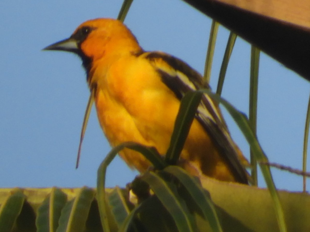 Oriole à dos rayé - ML262404801