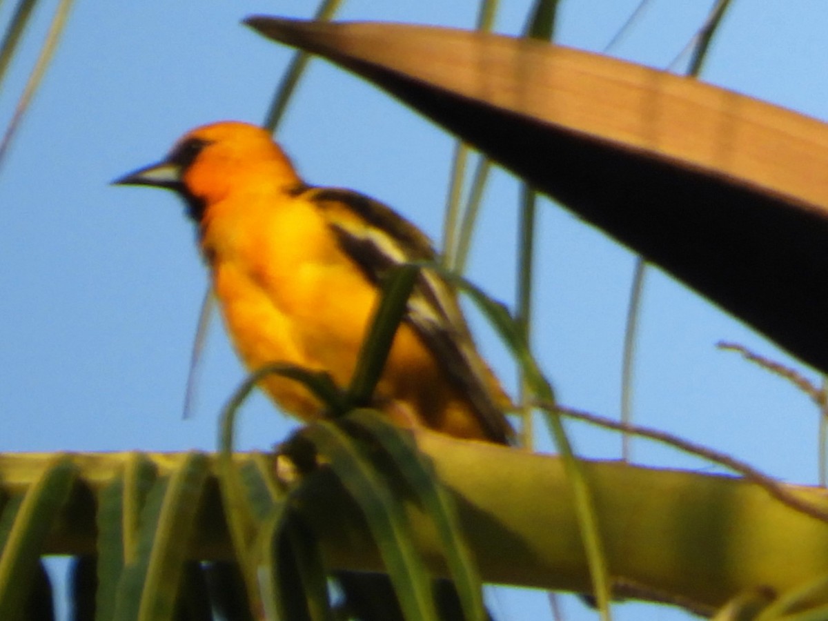 Streak-backed Oriole - ML262404811