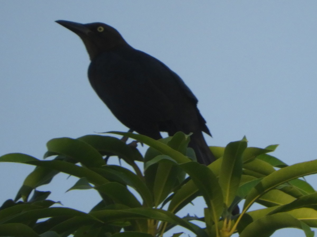 Great-tailed Grackle - Brenda Aburto