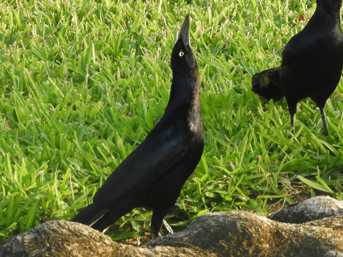 Great-tailed Grackle - Brenda Aburto