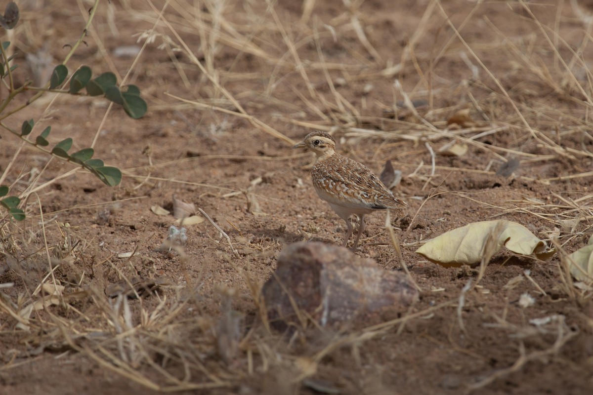 Quail-plover - ML262405311