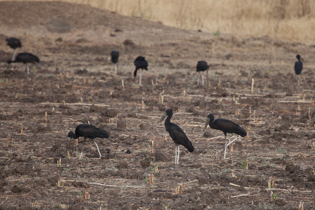 African Openbill - ML262405361