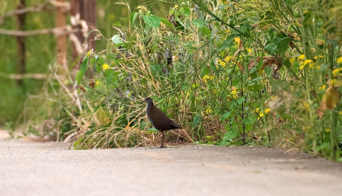 Brown Crake - ML262406841