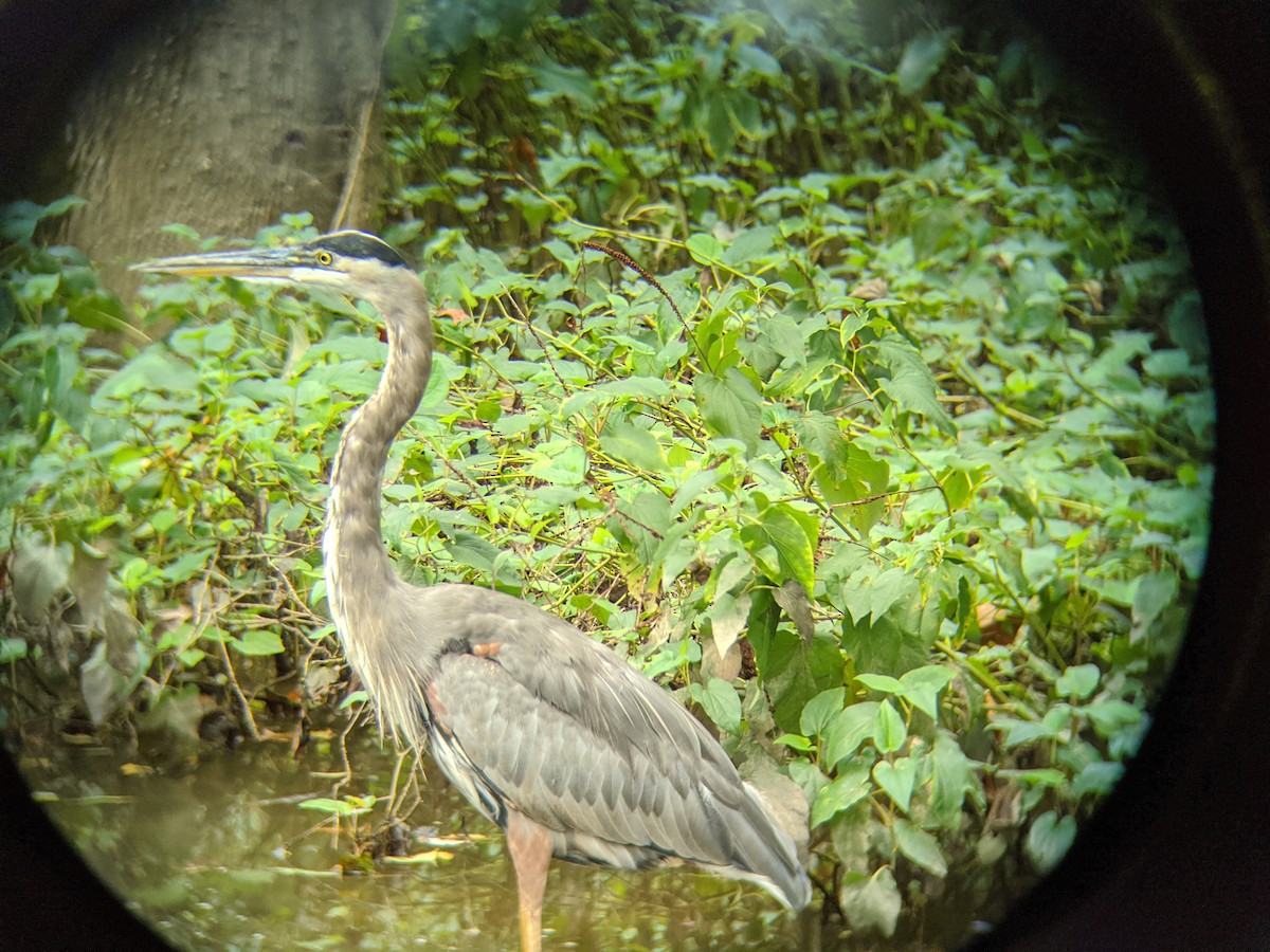 Great Blue Heron - ML262406871