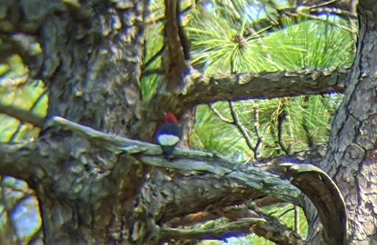 Red-headed Woodpecker - ML262407241