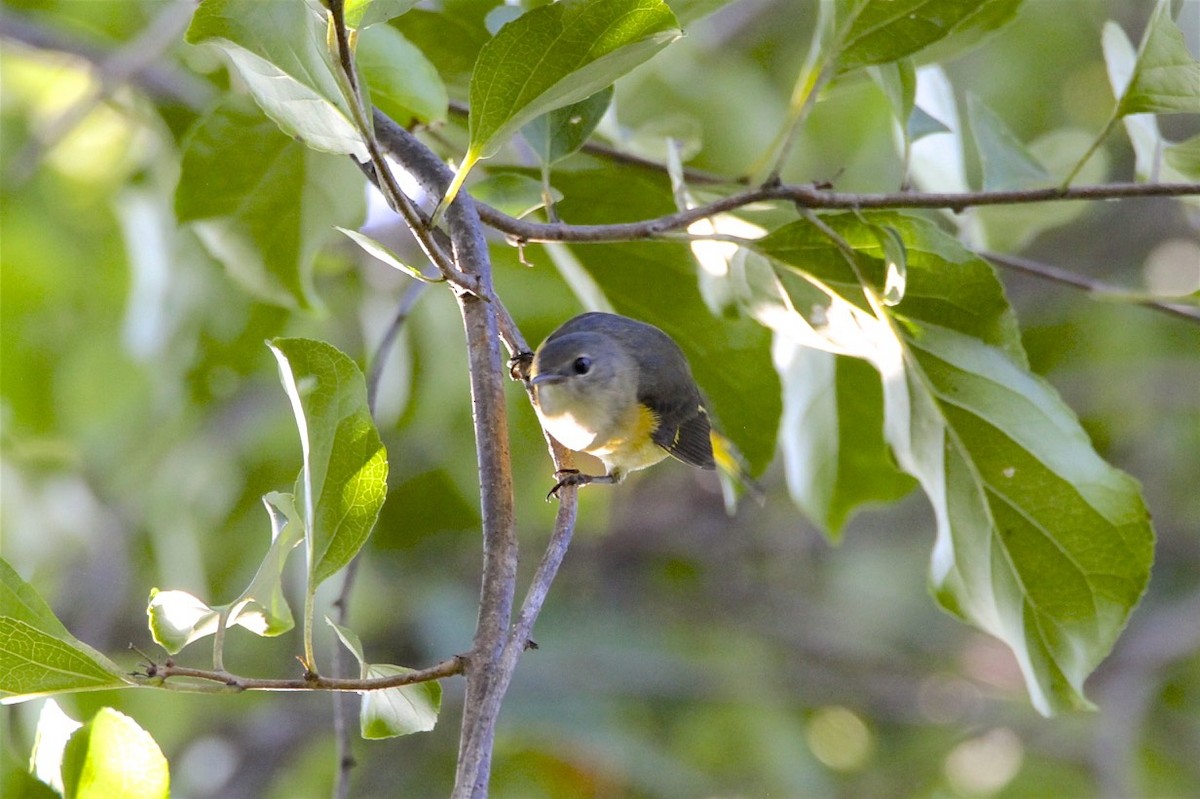 American Redstart - ML262408191