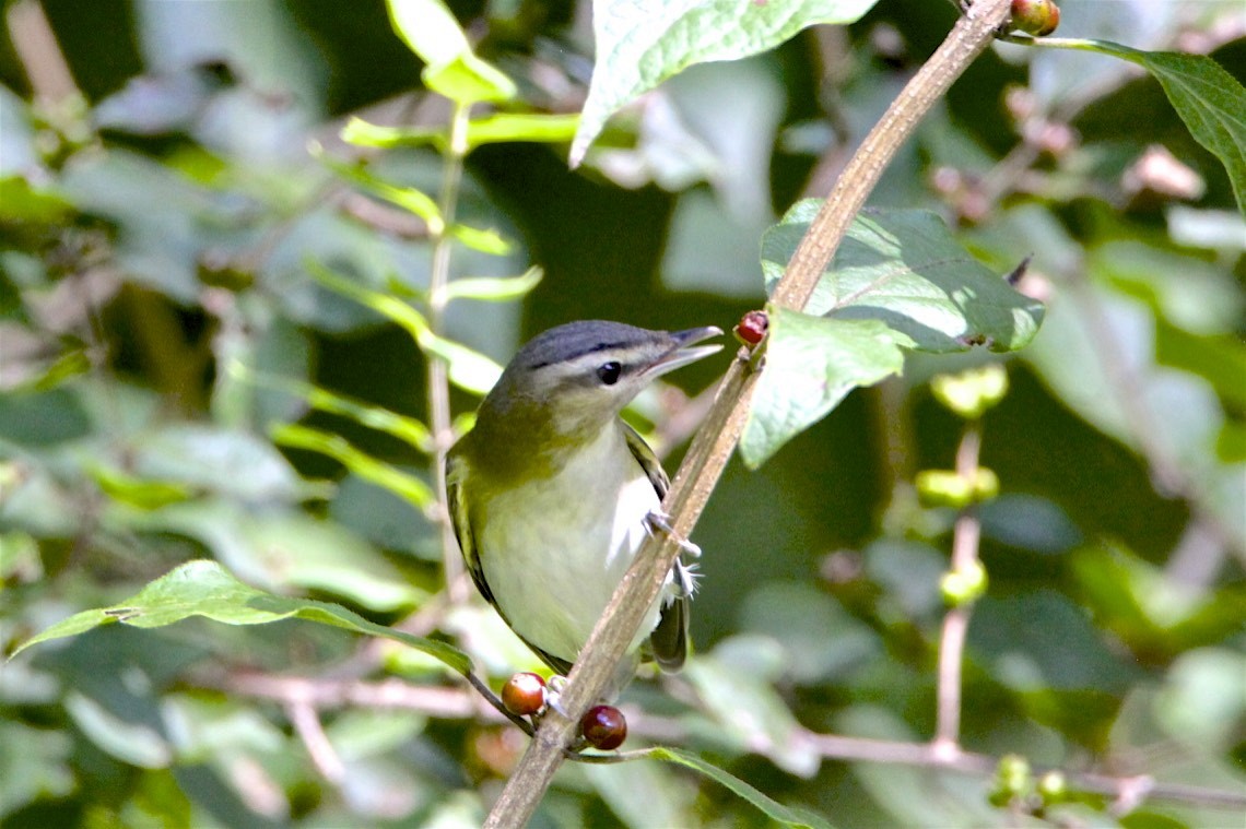 rødøyevireo - ML262408571