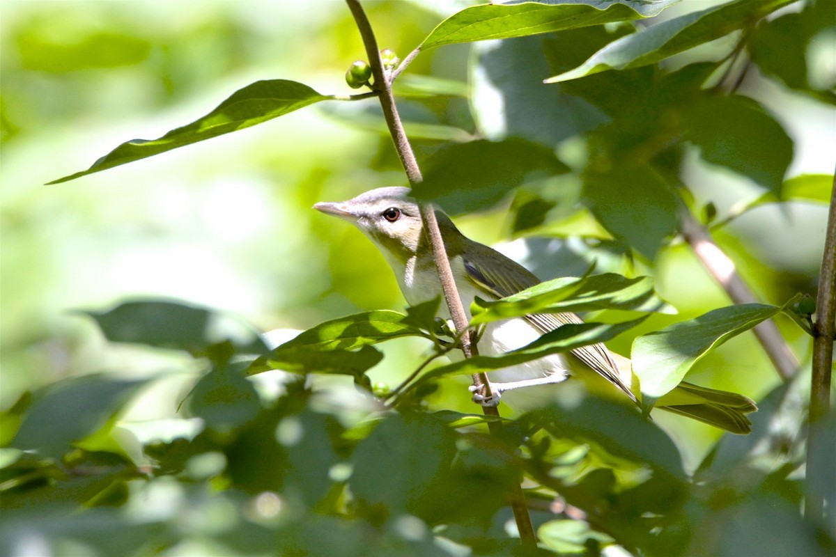 Red-eyed Vireo - Vickie Baily