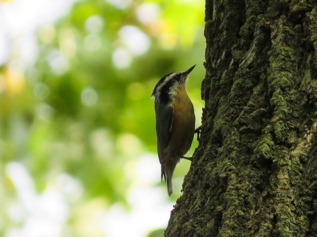 Red-breasted Nuthatch - ML262408711