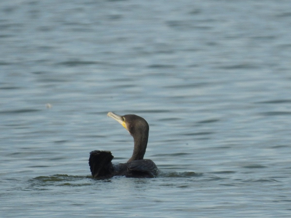 Great Cormorant - ML262412781