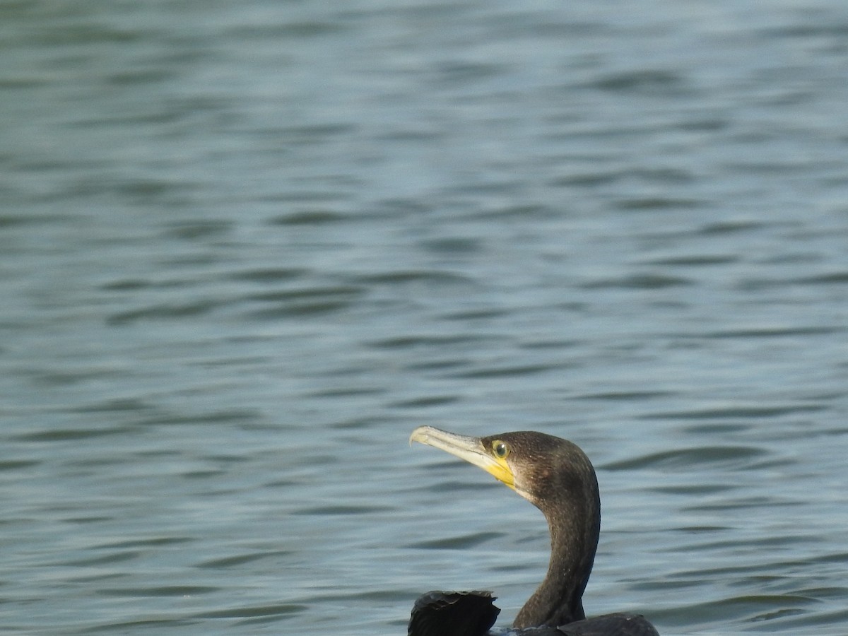 Great Cormorant - ML262412791