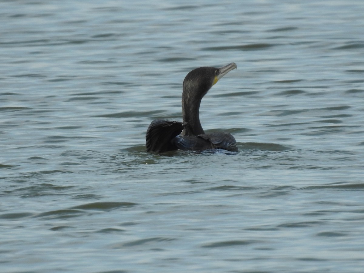 Great Cormorant - ML262412801