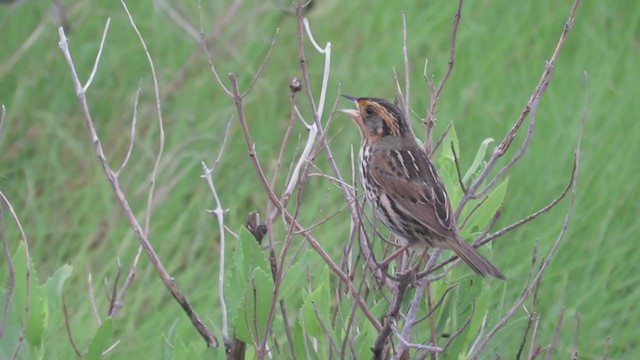 Saltmarsh Sparrow - ML262412871