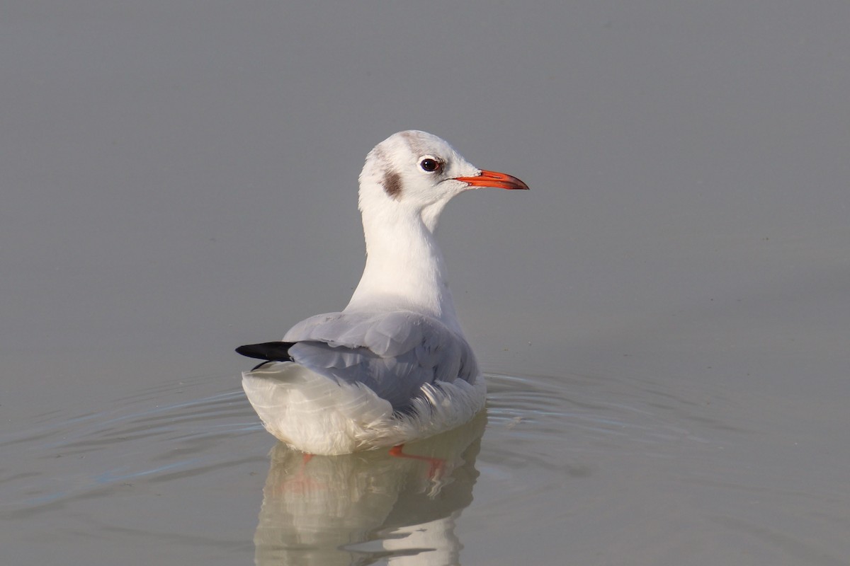 Black-headed Gull - Joaquín Salinas