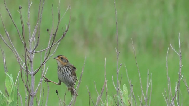 Bruant à queue aiguë - ML262413931