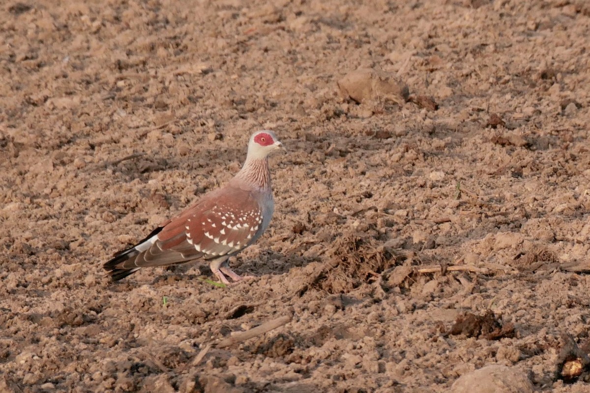 Pigeon roussard - ML262414651