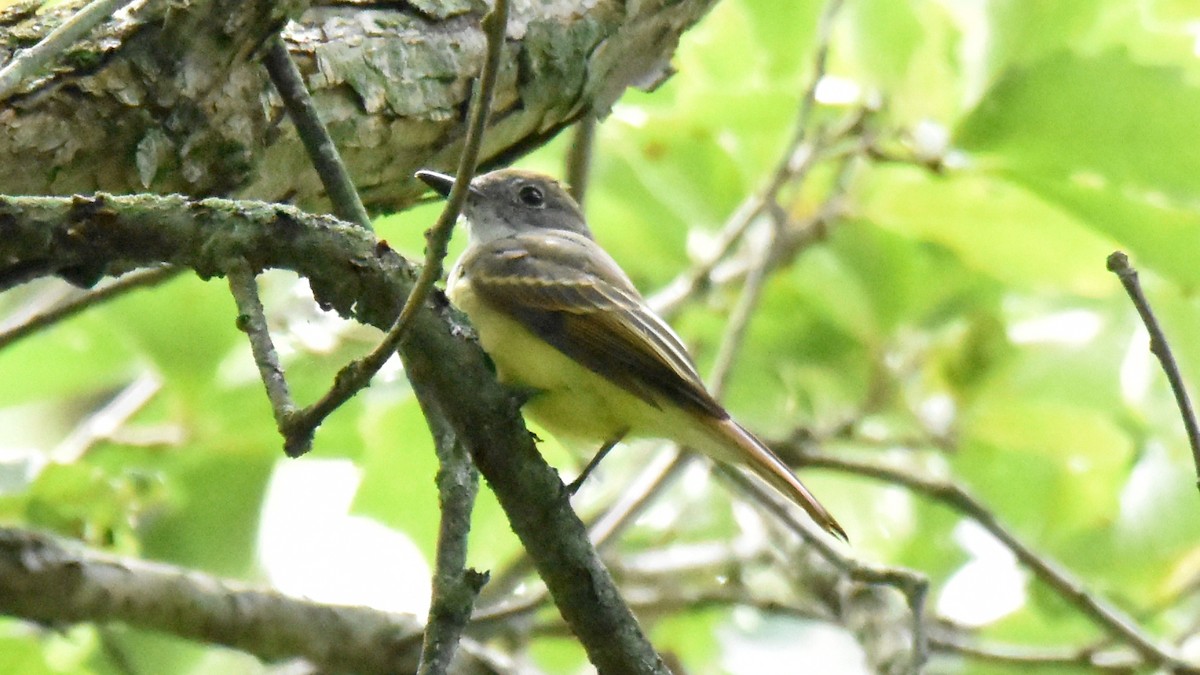 Great Crested Flycatcher - ML262415571