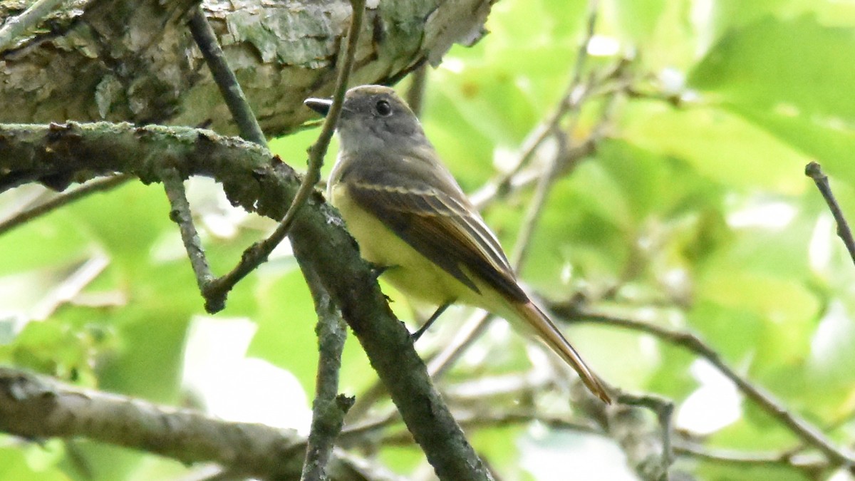 Great Crested Flycatcher - Michael Smith