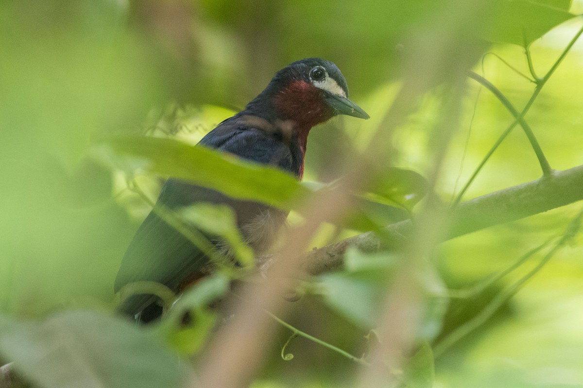 Puerto Rican Woodpecker - ML262416391