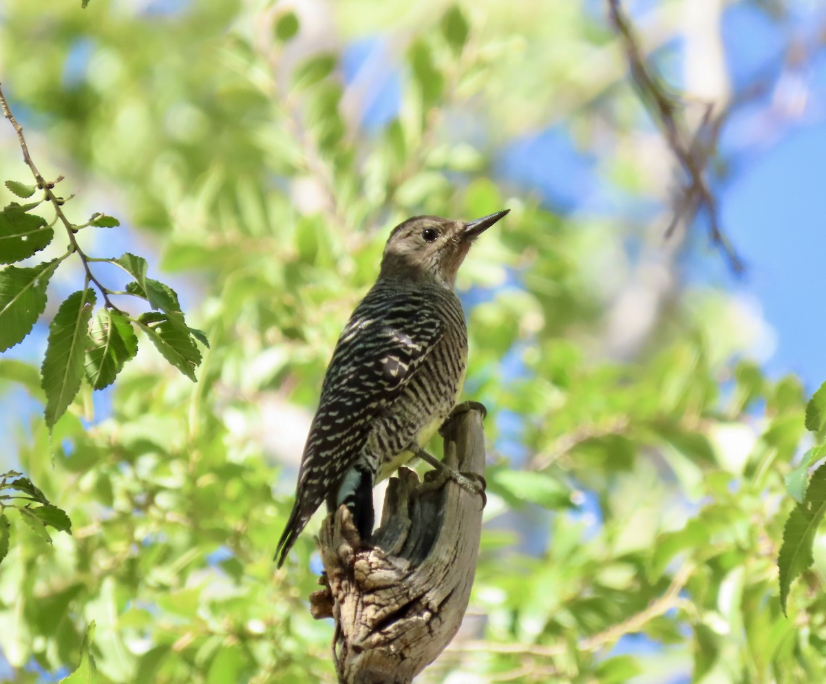 Williamson's Sapsucker - ML262418971